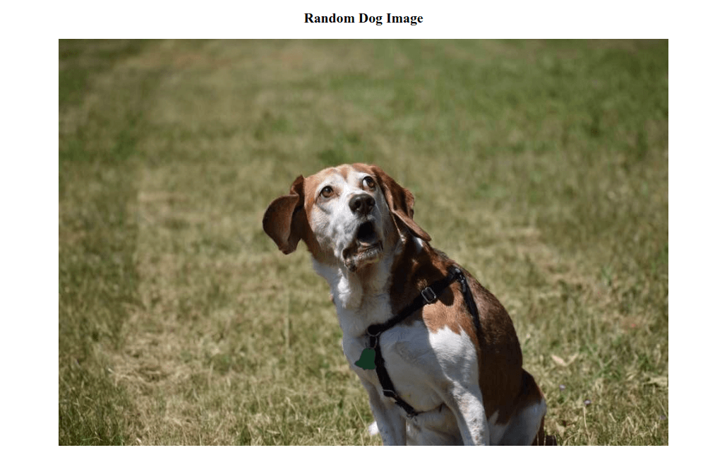 Random dog image on the Next.js page with styles applied