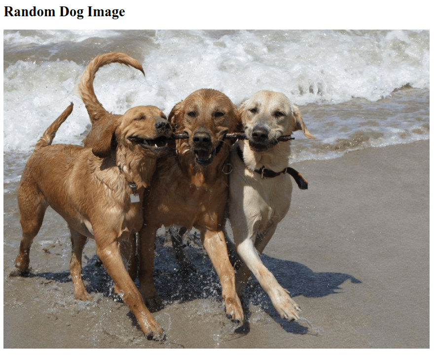 Random dog image on the Next.js page